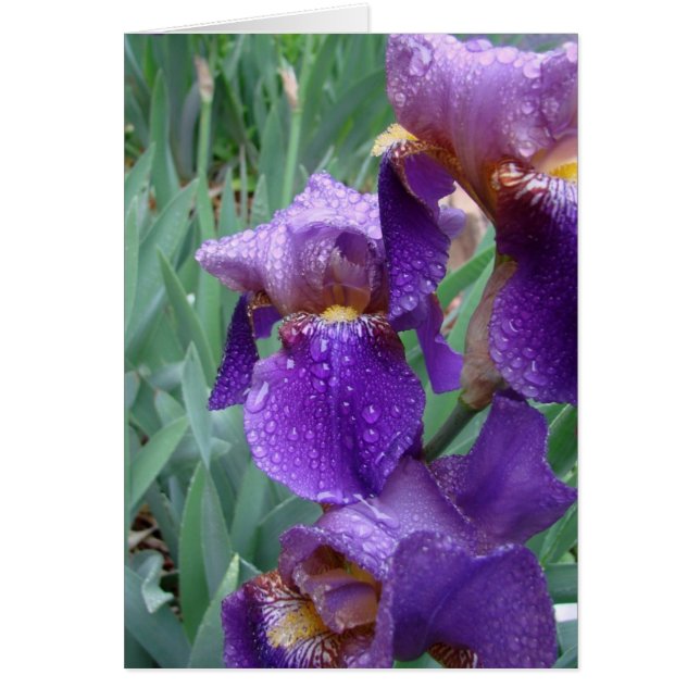 Iris in the rain (Front)