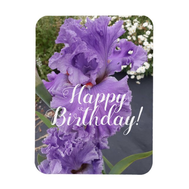 Iris Irises Purple Flower Floral Birthday Card Magnet (Vertical)