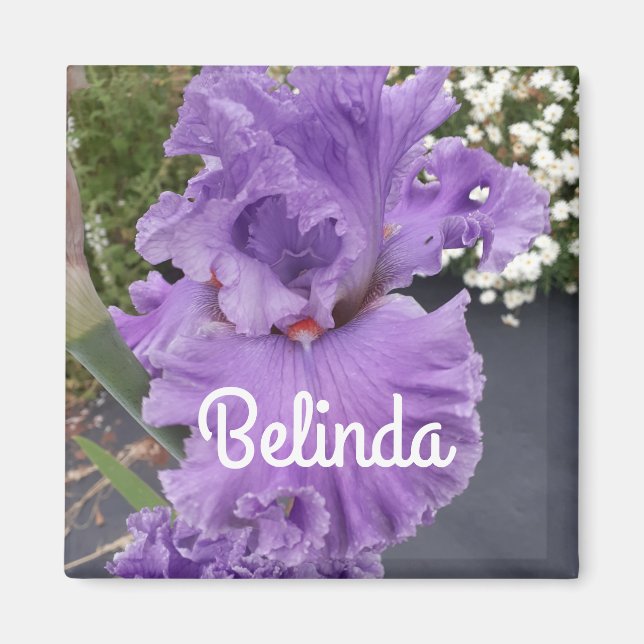 Iris Irises Purple Flower Floral Lavender  Magnet (Front)