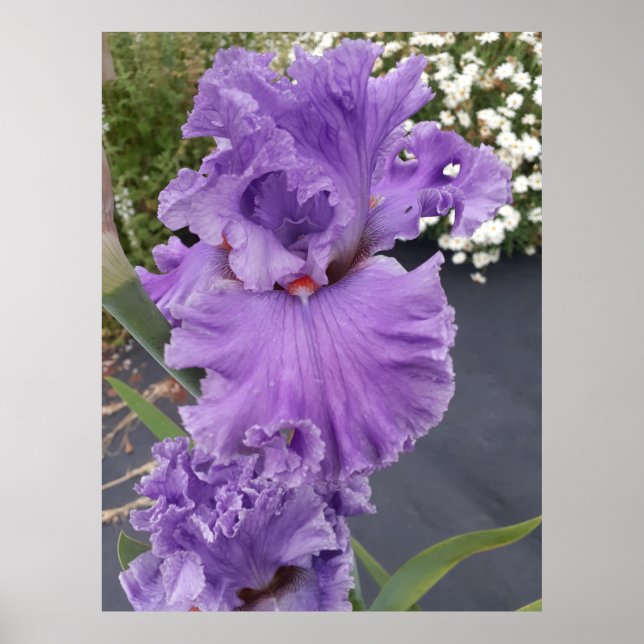 Iris Irises Purple Flower Floral Lavender Poster (Front)