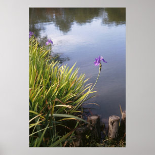 Iris, Japanese gardens Poster
