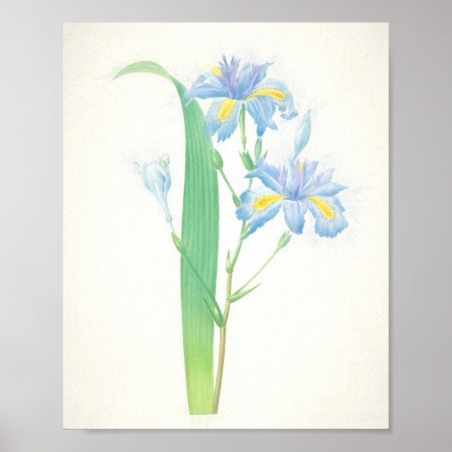 Iris Japonica Art Print (Front)