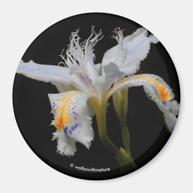 Iris Japonica in the Spotlight Magnet (Front)