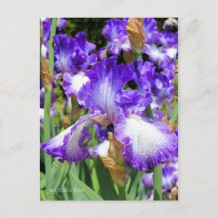 Iris ‘Jessies Song’  [Postcard] ポストカード Postcard