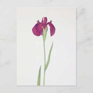 Iris Kaempferi by William Dykes Postcard