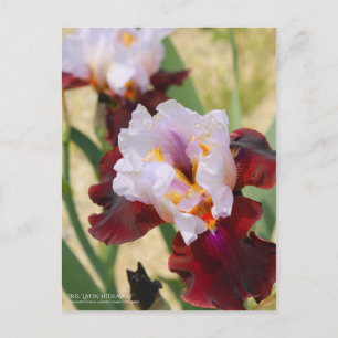 Iris ‘Latin Hideaway’  [Postcard] Postcard
