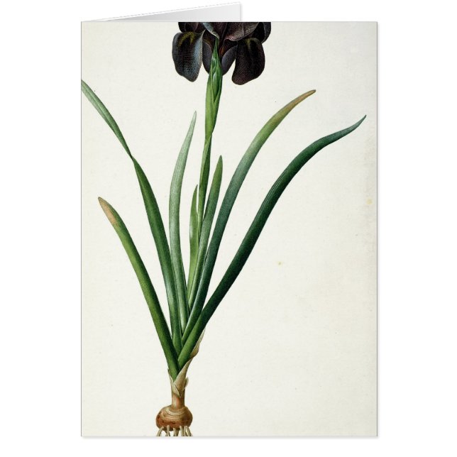 Iris Luxiana, from `Les Liliacees', 1805 (Front)