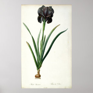 Iris Luxiana, from `Les Liliacees', 1805 Poster