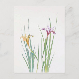 Iris Macrosiphon by William Dykes Postcard