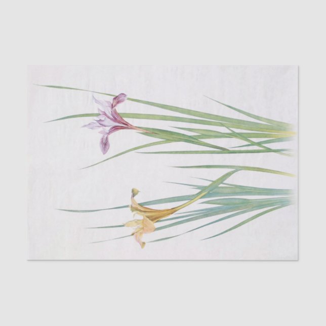 Iris Macrosiphon by William Dykes Tissue Paper (Front)