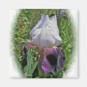 Iris Magnet