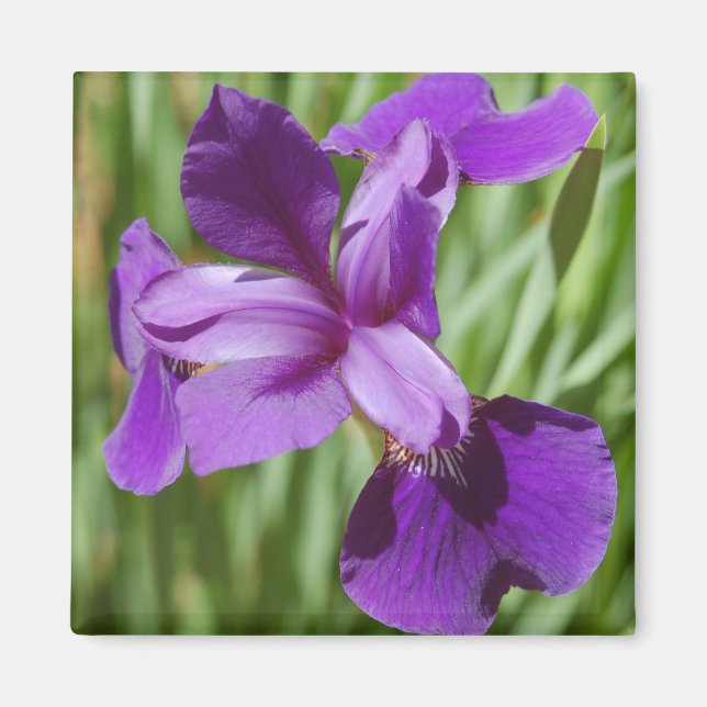Iris Magnet (Front)