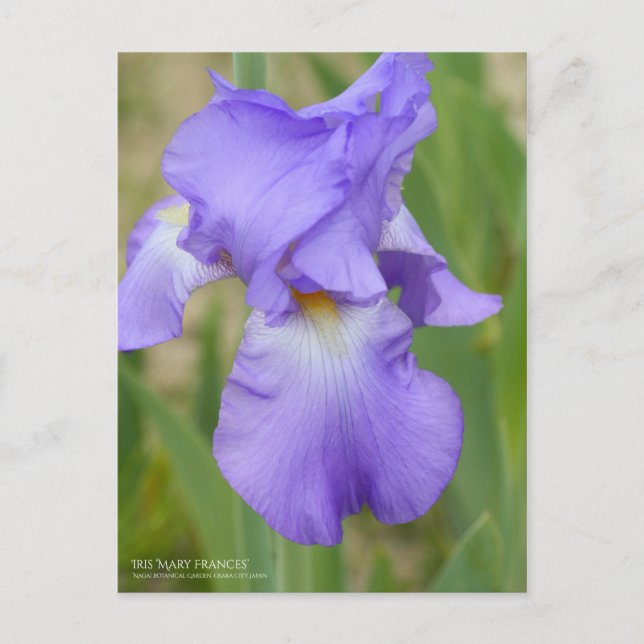 Iris ‘Mary Frances’  [Postcard] Postcard (Front)