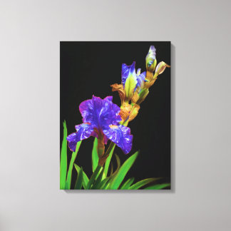 Iris on blacksmooth canvas print