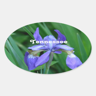 Iris Oval Sticker