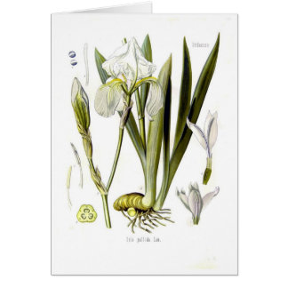 Iris pallida