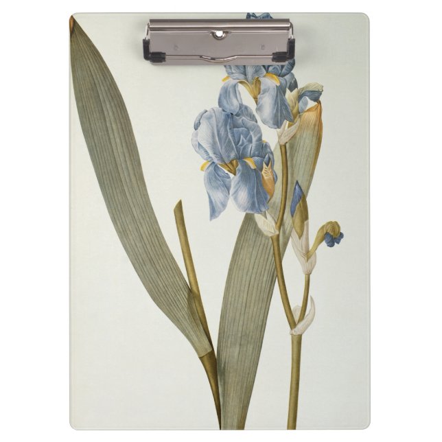 Iris Pallida, from `Les Liliacees', 1812 Clipboard (Front)