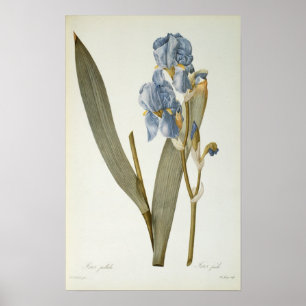 Iris Pallida, from `Les Liliacees', 1812 Poster