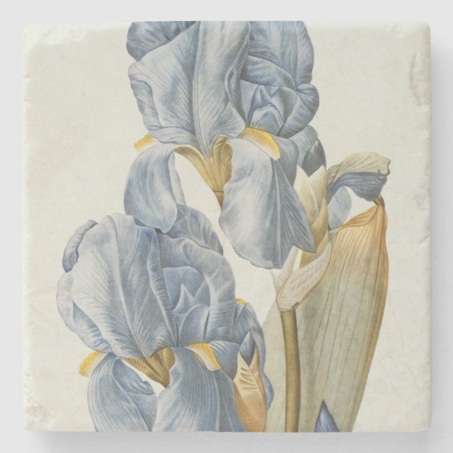 Iris Pallida, from `Les Liliacees', 1812 Stone Coaster (Front)