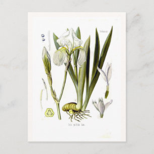 Iris pallida postcard