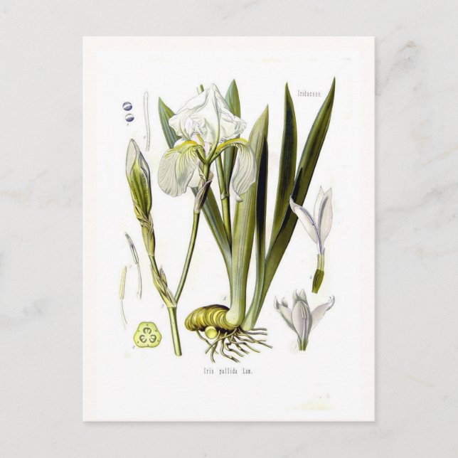 Iris pallida postcard (Front)