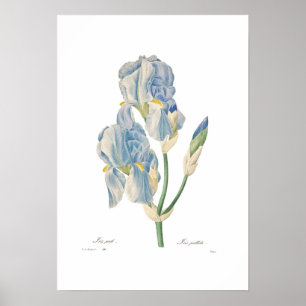 Iris pallida poster