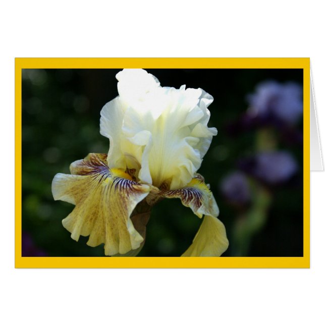 Iris Perfection (Front Horizontal)