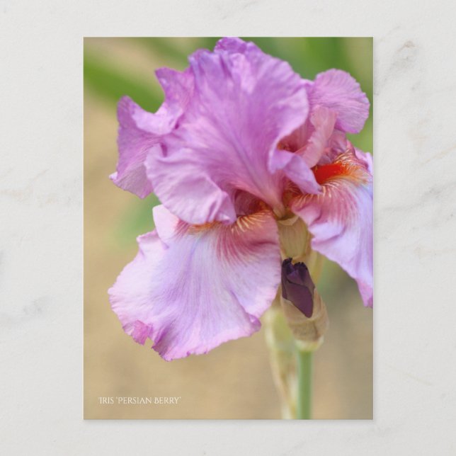Iris ‘Persian Berry’  [Postcard] ポストカード Postcard (Front)
