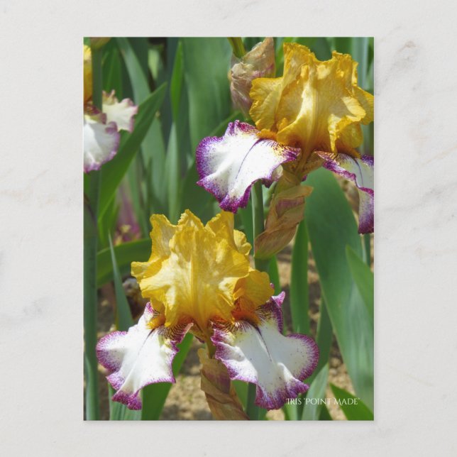 Iris ‘Point Made’  [Postcard] ポストカード Postcard (Front)