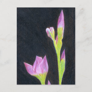 Iris postcard