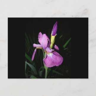  IRIS POSTCARD