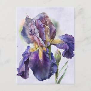 Iris Postcard