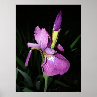  IRIS POSTER