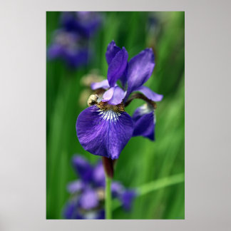Iris Poster