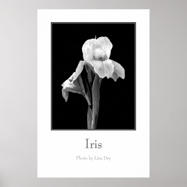 'Iris' Poster (Front)