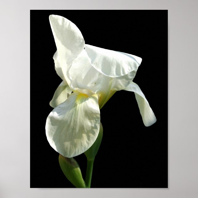 Iris Poster (Front)