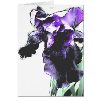 Iris, purple