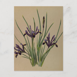 Iris Reticulata by Arentina Hendrica Arendsen Postcard