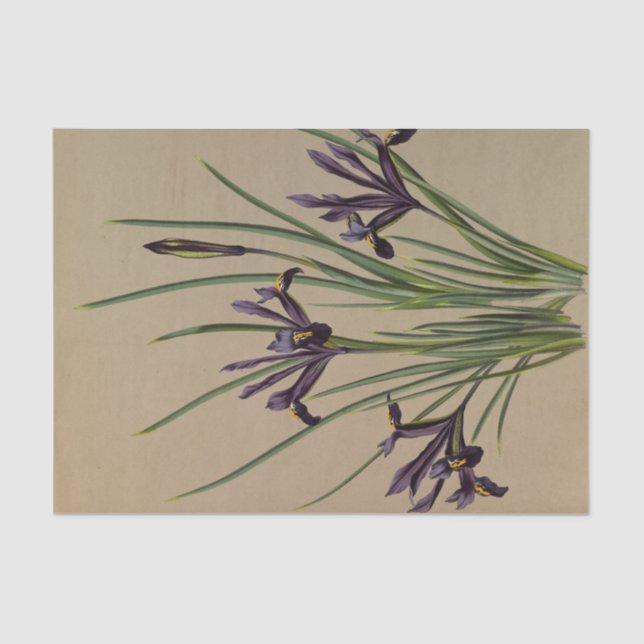 Iris Reticulata by Arentina Hendrica Arendsen Tissue Paper (Front)