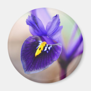 Iris Reticulata Flower Magnet