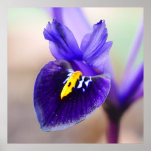 Iris Reticulata Flower Poster
