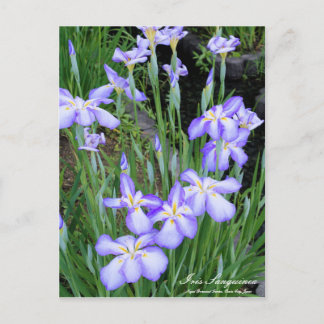 Iris sanguinea:Postcard Postcard