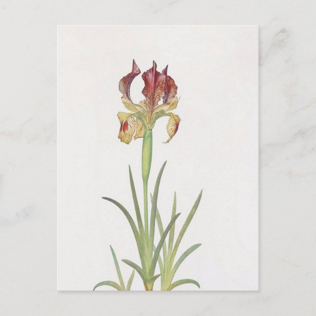 Iris Sari by William Dykes Postcard (Front)