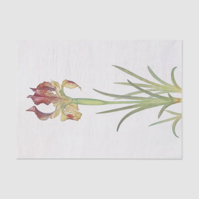 Iris Sari by William Dykes Tissue Paper (Front)