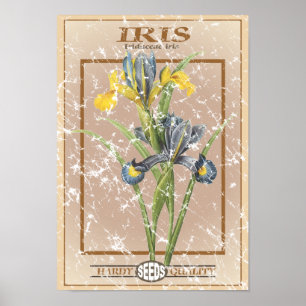 Iris seed packet - distressed poster