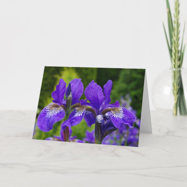 Iris sibirica floral photography  card (Front)