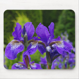Iris sibirica floral photography  mouse mat