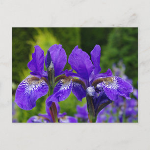 Iris sibirica floral photography postcard