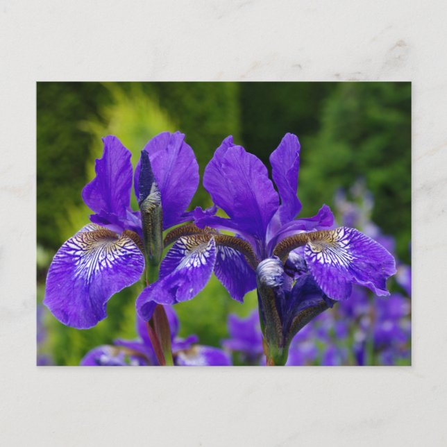 Iris sibirica floral photography  postcard (Front)