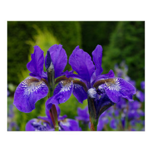Iris sibirica floral photography poster